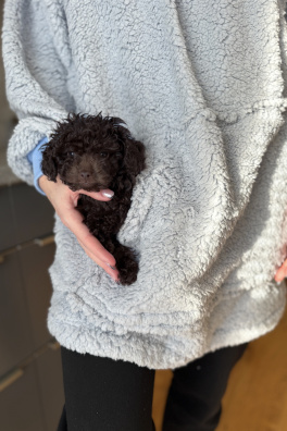 GoldBee Mikina Doba Ledová Snow Blue (Barva Blue, Velikost XL-4XL)